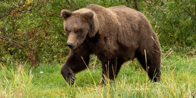 Braunbär