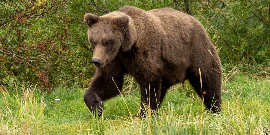 Braunbär