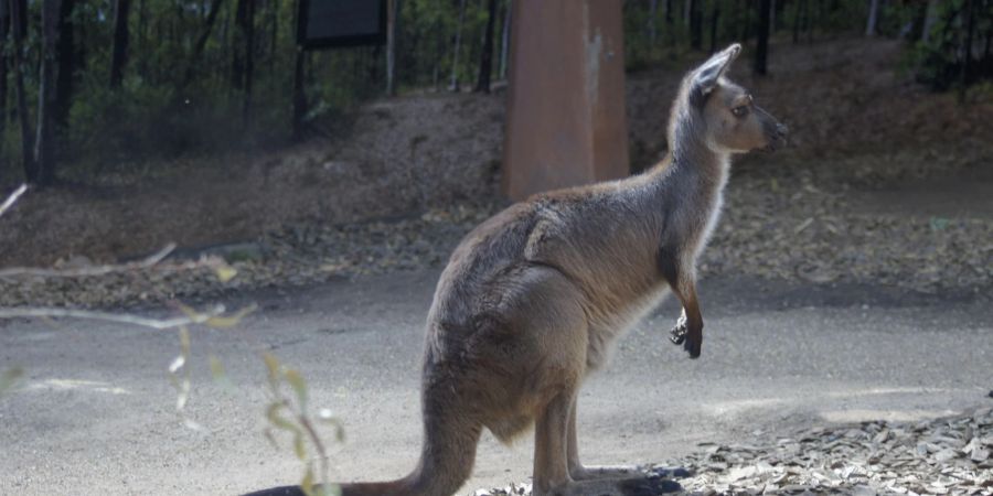 In Australien kommt es häufig zu Verkehrsunfällen mit Kängurus. (Symbolbild)