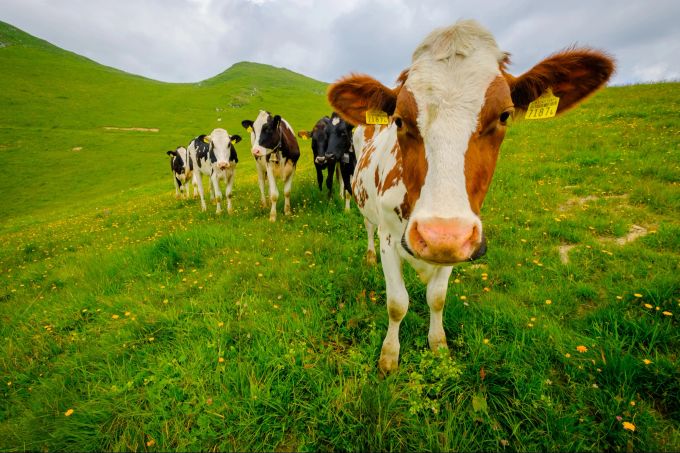 Kühe im Outdoor sind Herdentiere, nähert man sich, dann nur vorsichtig. Herdentiere