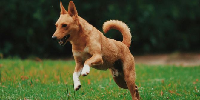 Hund Reh gebissen verurteilt