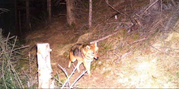 Seltene Bilder: Ein Goldschakal tappt im Bündner Oberland in der Surselva in eine Fotofalle. (Aufgenommen am 27. Dezember 2015) Goldschakal