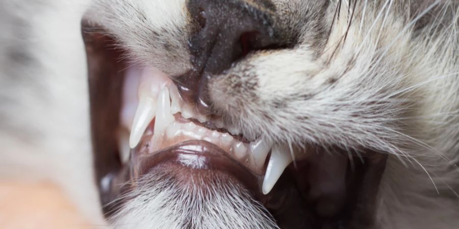 Nur wer die Zähne seiner Katze im Blick hat, kann seinem Tier schwere Krankheiten ersparen.