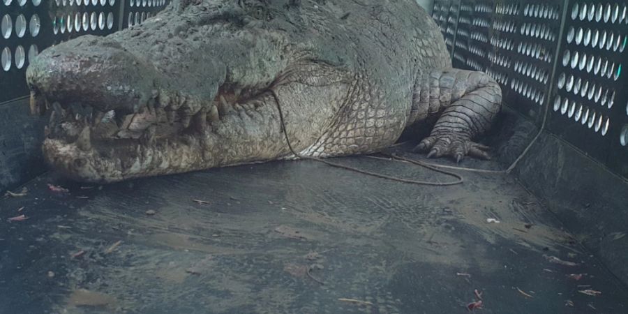 A supplied image obtained on Tuesday, March 26, 2024, of An estimated 3.9-metre crocodile captured in a trap on Sunday on the banks of a private property on the Herbert River at Cordelia in Queensland's north. (AAP Image/Supplied by Department of Environment, Science and Innovation) NO ARCHIVING, EDITORIAL USE ONLY