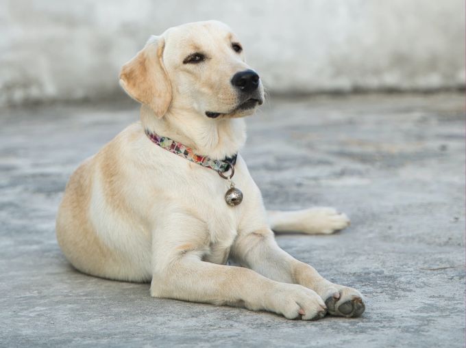 Adoptierte Hunde müssen sich erst an ihr neues Umfeld gewöhnen. Hund