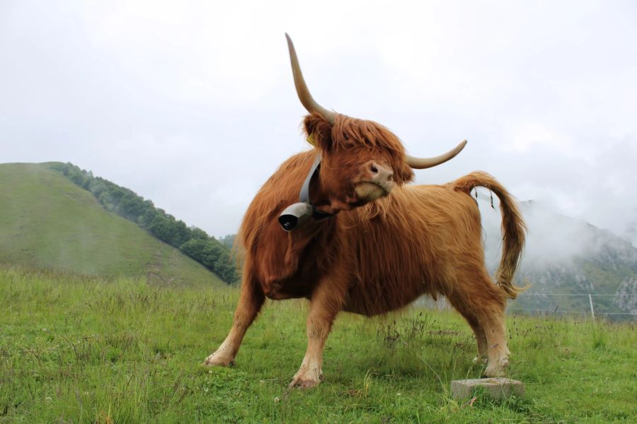 Krisensituation Stier verlassen