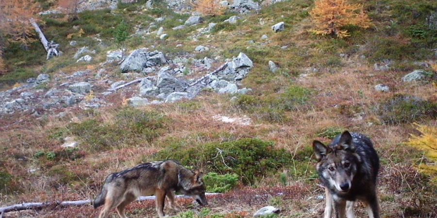 Zwei Wölfe des im Augstbordgebiet im Oberwallis ansässigen Rudels. (Archivbild)