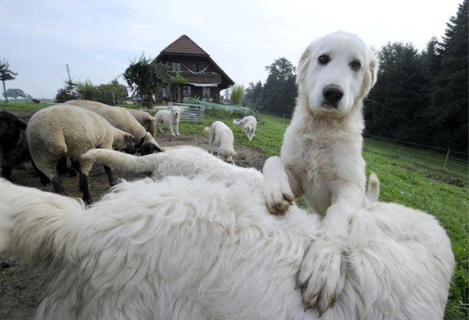 Wolf Schweiz Herdenschutz.