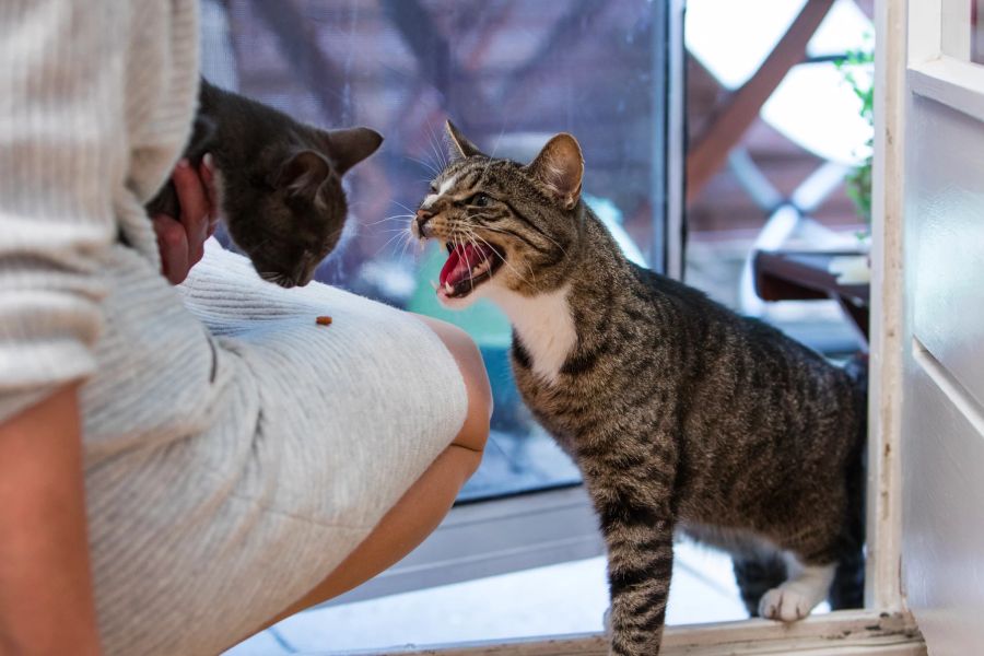 Katzen fauchen sich an