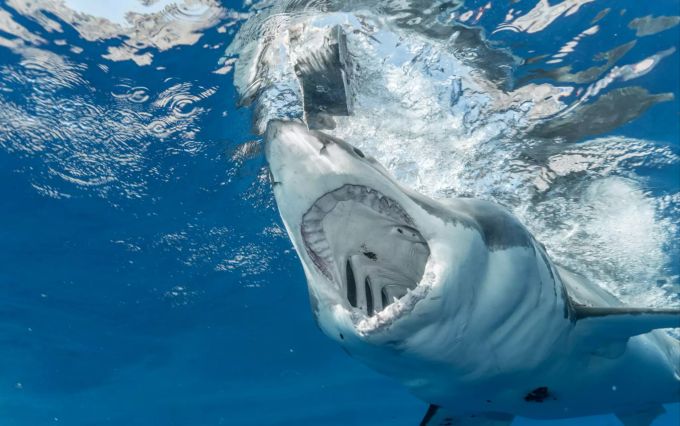 Willkommen im Haifischbecken. Überverträglichkeit macht Sie zur leichten Beute. Verträglichkeit Persönlichkeit Big Five