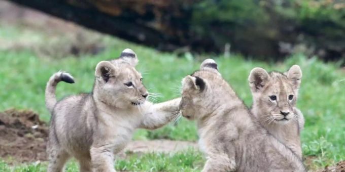 Gelsenkirchen - Erster Auftritt der Löwen-Babys im Zoo Gelsenkirchen