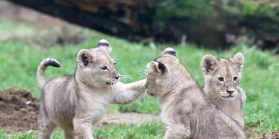 Die rund zwei Monate alten Löwenbabys Jamila, Kumani und Malaika tollen zum ersten Mal im Aussengehege des Zoos herum. Foto: Roland Weihrauch/dpa