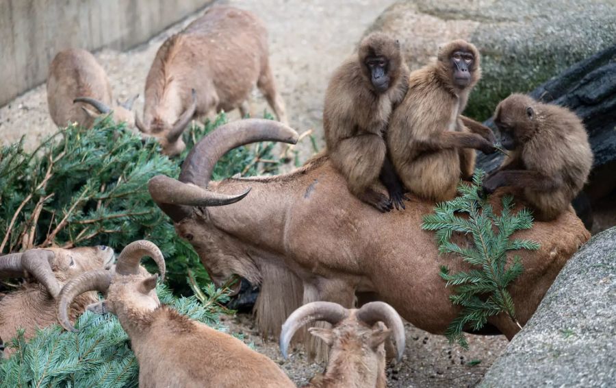 Das Verzehren des Tannengrüns im Zoo Stuttgart ist eine Gruppenaktivität.