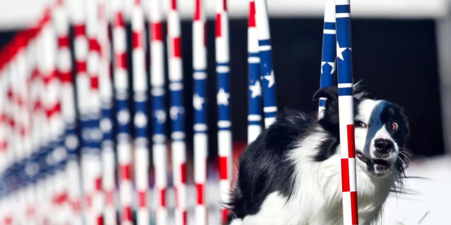 Manche Border Collies sind nicht nur im Spielen gut, sondern auch im Merken von Wörtern, wie eine Studie zeigt. (Archivbild)
