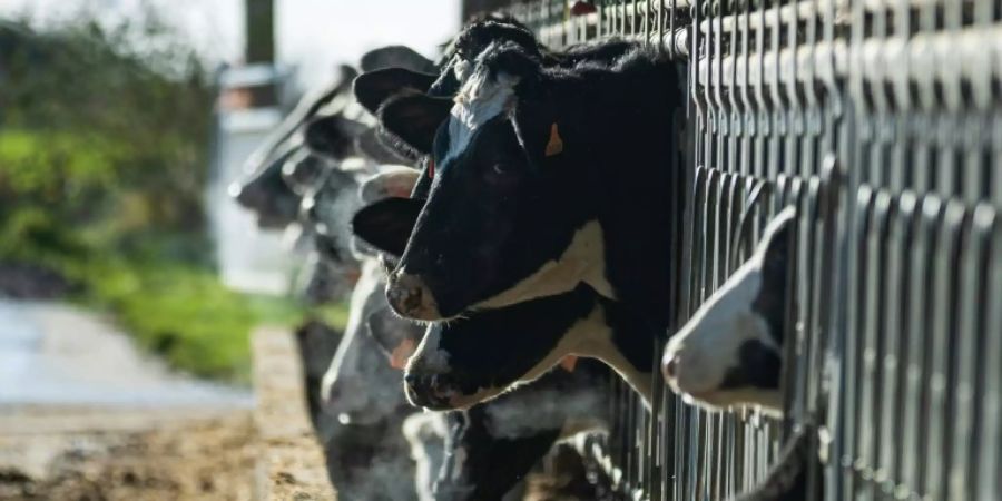 Kühe in einem Stall in Frankreich