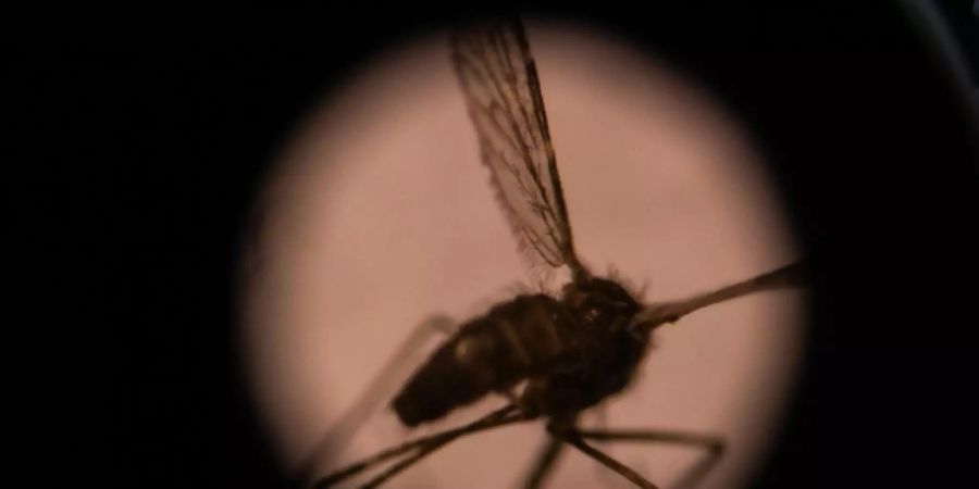 Malaria wird von Mücken übertragen