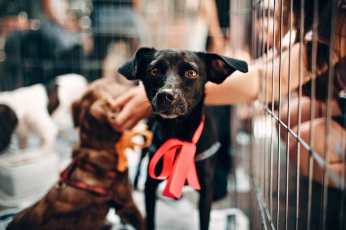 Hunde aus dem Tierheim sind treue Partner. Hund im Tierheim