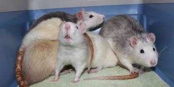 Ratten