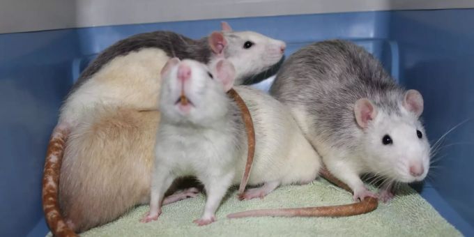 Ein Mann hat eine lebendige Ratte in der Pfanne gebraten. (Symbolbild) Ratten