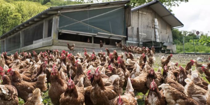Die Landwirtschaft steht vermehrt in der Kritik. Landwirtschaft
