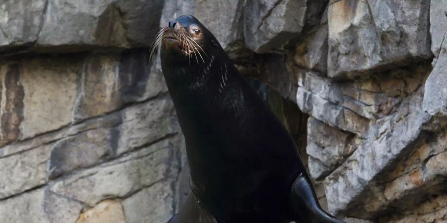 Ein Seelöwe behauptet sein Revier in seinem Gehege in Zoo Basel.