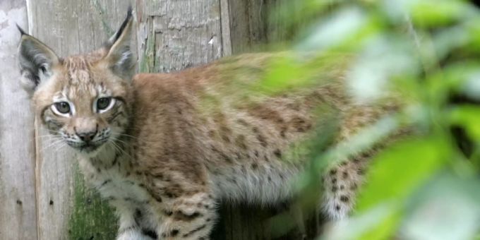 Ein Luchs (Symbolbild) Luchs