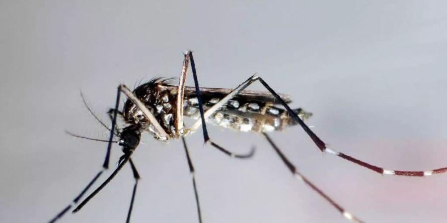 Die Mücke «Aedes aegypti» breitet sich in Brasilien in einer gentechnisch veränderten Form aus. Foto: Gustavo Amador/epa efe