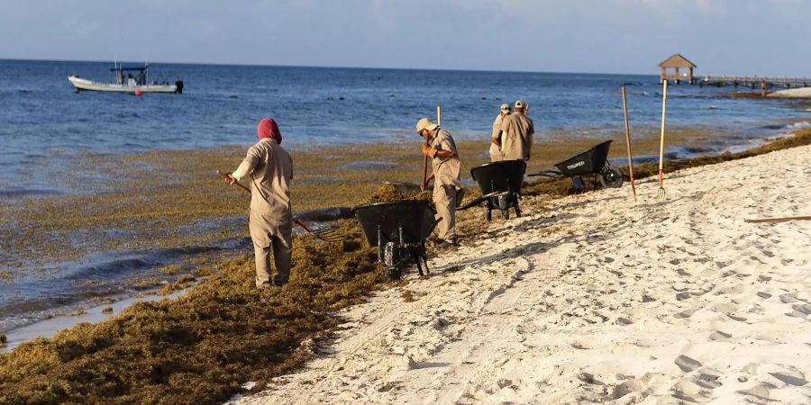 In Cancun am Golf von Mexiko entfernen Arbeiter im Juli 2018 angeschwemmte Braunalgen. Bild: Shaun Taylor / iStock