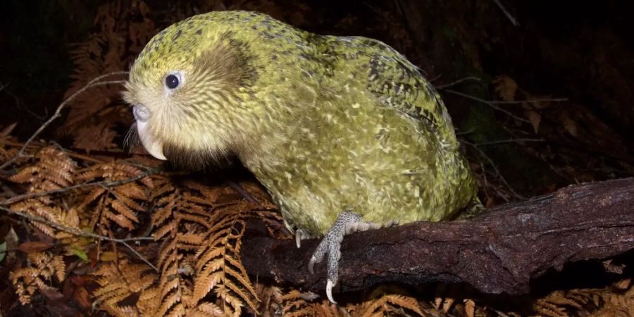 Kakapo