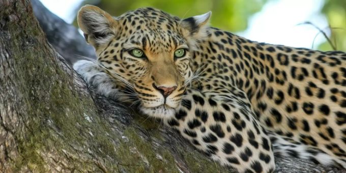 Leopard