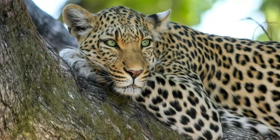 Der Leopard zählt weltweit zu den viertgrössten Katzen.