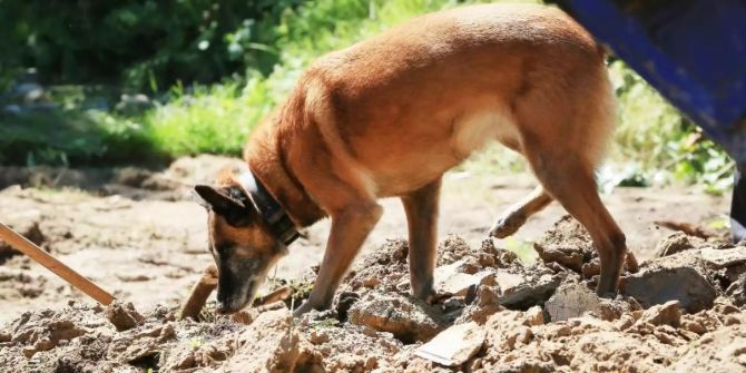 Suchhund  «Schwarzen Bären»