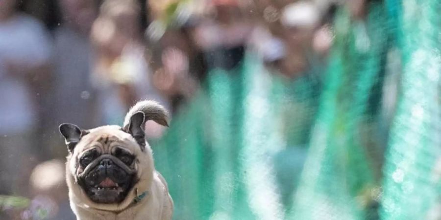Ein Mops hebt ab. Foto: Paul Zinken