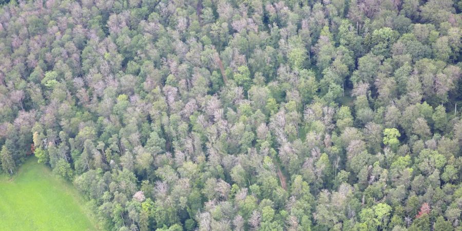 Die Buchen im Kanton Jura haben von der Trockenheit 2018 Schäden davon getragen. Bild: Valentin Queloz / WLS