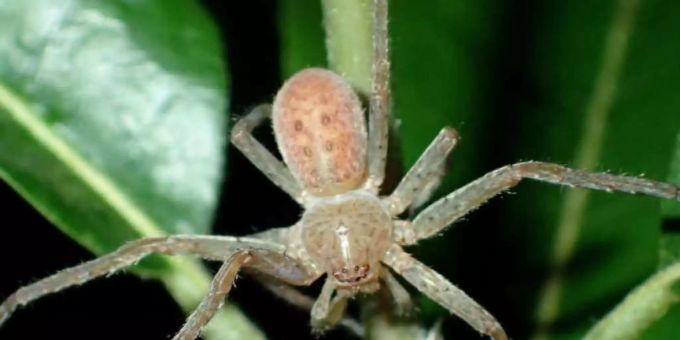 Eine Spinne der Gattung Riesenkrabbenspinne hat den Namen Thunberga greta bekommen. Möglicherweise hätte die Klimaschutz-Ikone es vorgezogen, dass ein Singvogel oder ein Clownfisch nach ihr benannt würde. (Archivbild) webspinnen