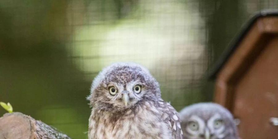 Im Zoo Basel sind zwei junge Steinkäuze geschlüpft.