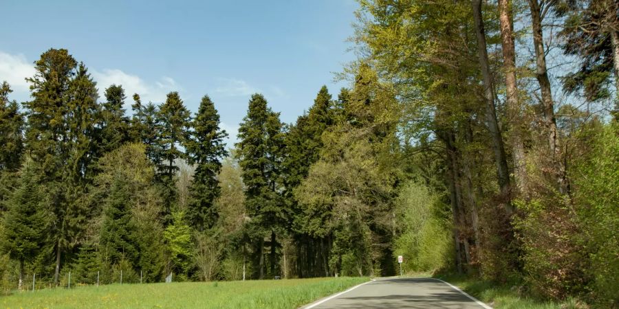 Der Hardwald in Opfikon.