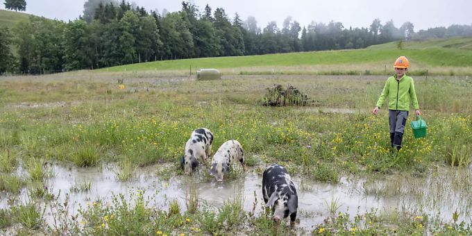 Im Kanton Zug - Schwimmende Schweine im Einsatz für Kröten und Unken