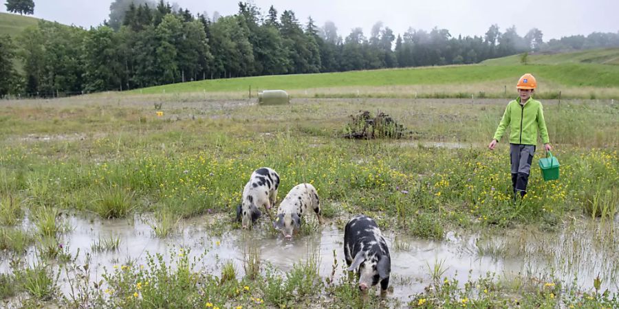 Können schwimmen und sorgen für Biodiversität: Drei Turopolje-Schweine im ehemaligen Schlammweiher einer Kiesgrube in Edlibach.