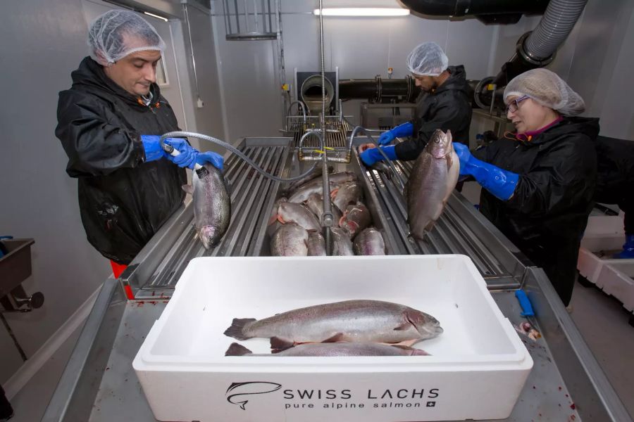 Coronavirus Lachs kontamination unbedenklich