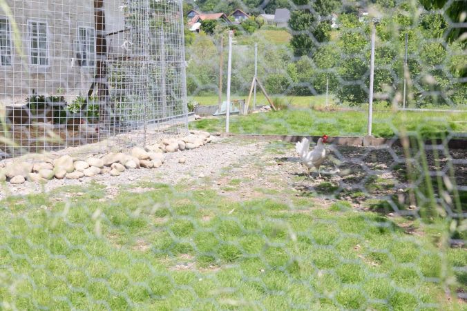 Auch die Hühner geniessen den Frühling.