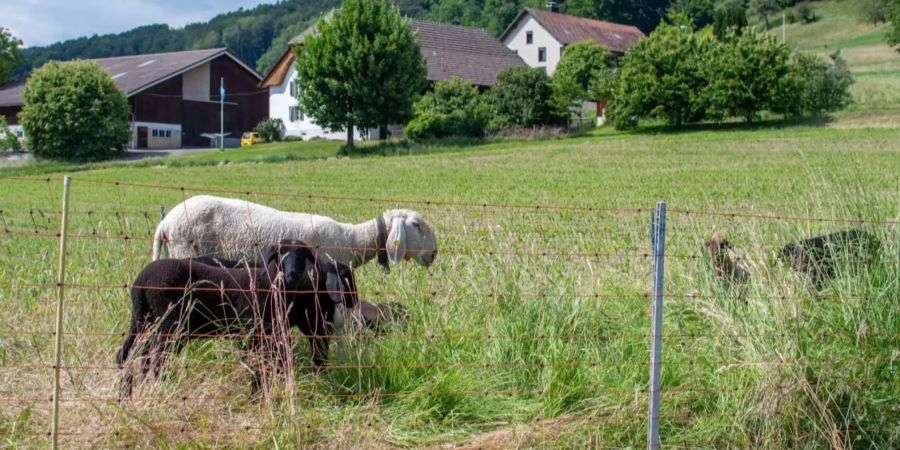 Schafe Reinach