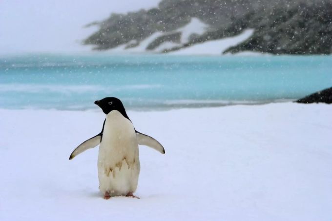 Ein Pinguin steht ganz alleine auf einer Eisbank in der Antarktis. pinguin antarktis