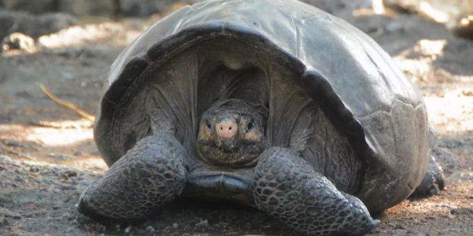 Auf den Galapagos Inseln entdeckten Forscher Schildkröten, die einer ausgestorben geglaubten Spezies angehören. schildkröten