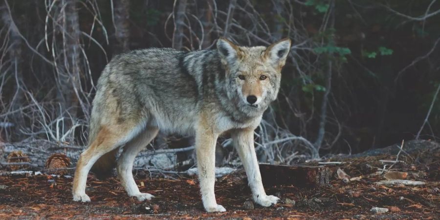 wolf Christlichdemokratische Volkspartei