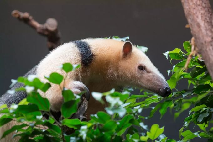 Lorenzo war wohl der älteste männliche Tamandua in Menschenobhut. zoo zürich tamandua