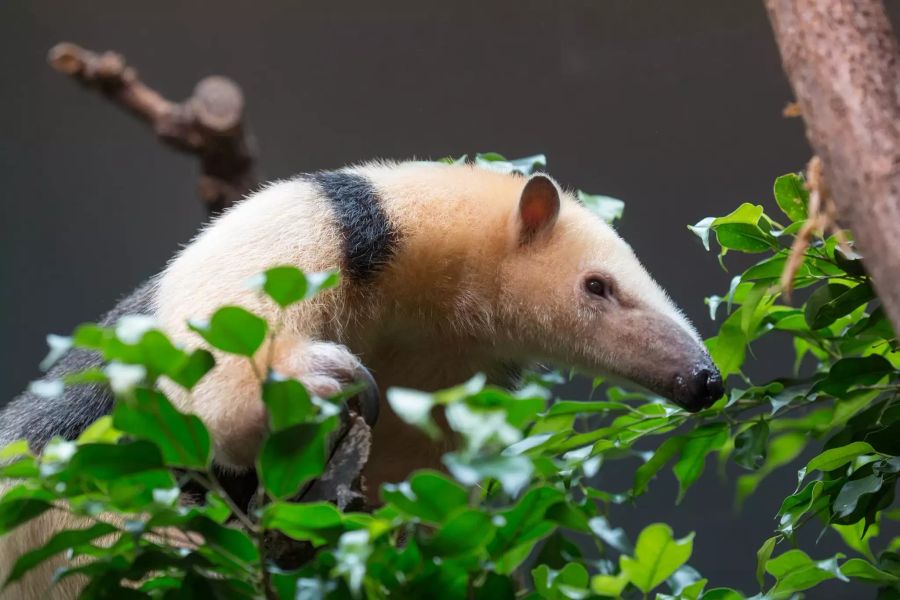 zoo zürich tamandua