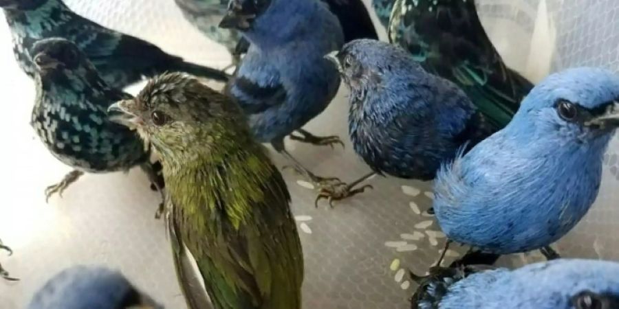 Aus Koffer befreite Vögel