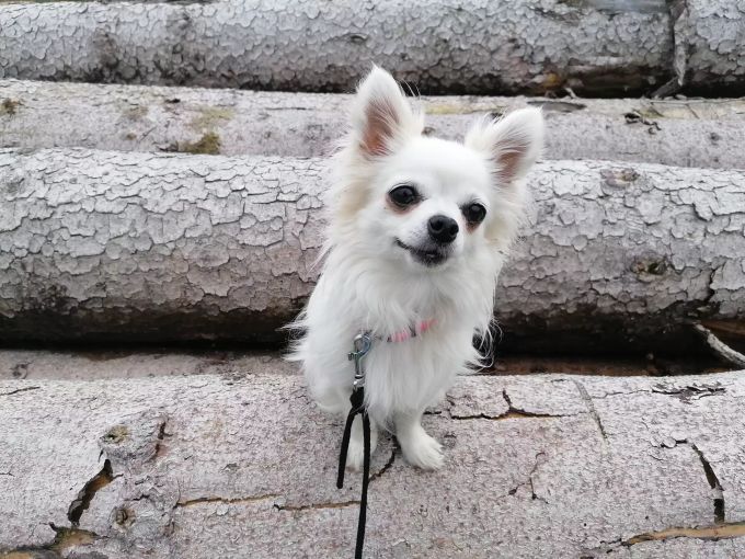 «Bella» ist unser Tier des Monats. Tier des Monats