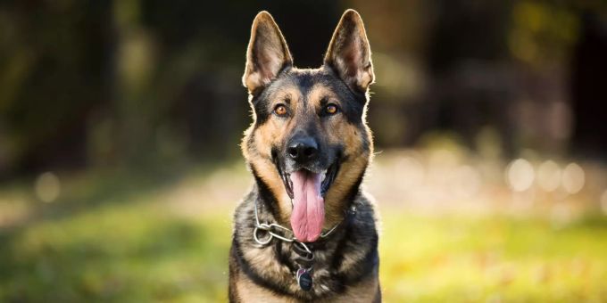 Er hatte Corona - US-Schäferhund Buddy musste eingeschläfert werden